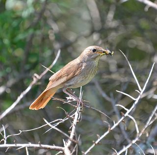 Угощение для фотографа