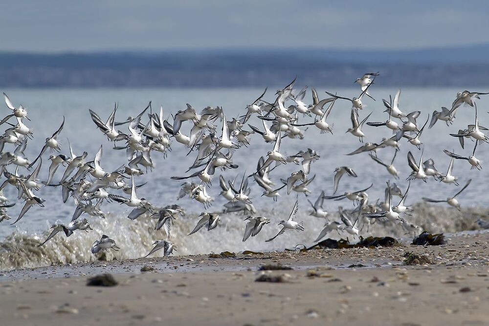 Песчанка &middot; Calidris alba
