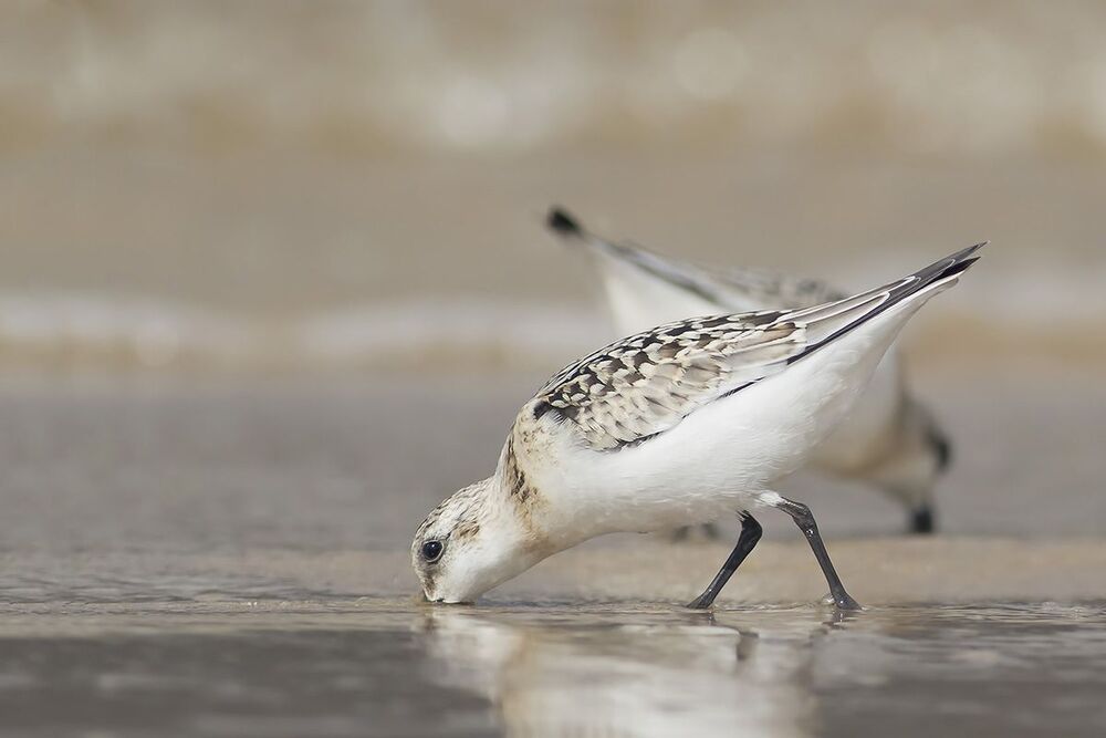 Песчанка &middot; Calidris alba