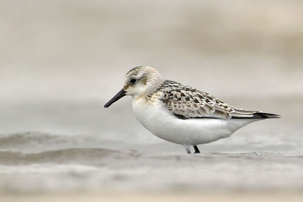 Песчанка &middot; Calidris alba