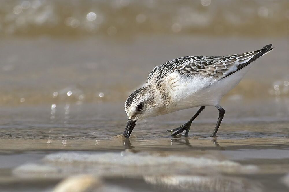 Песчанка &middot; Calidris alba