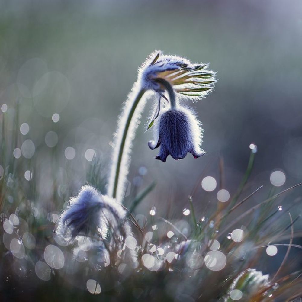 Morning Dew