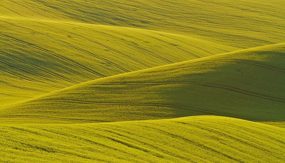 Green Morning
