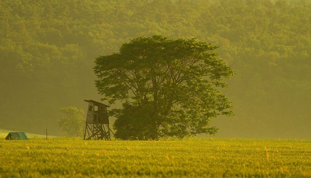 Green Morning