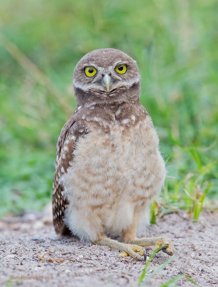 Сычики - Burrowing owls