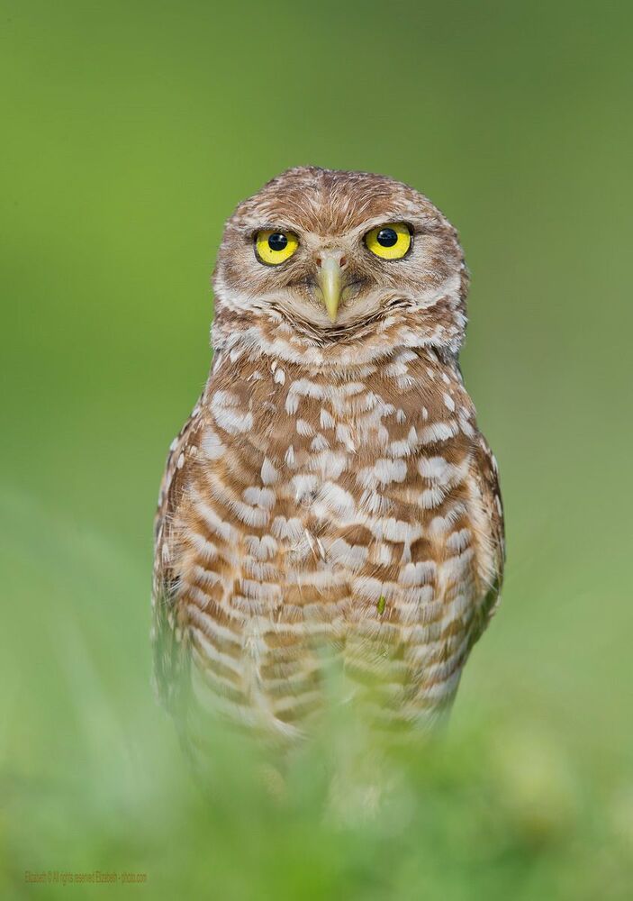 Сычики - Burrowing owls