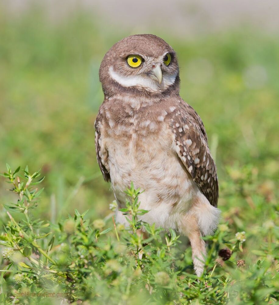 Сычики - Burrowing owls