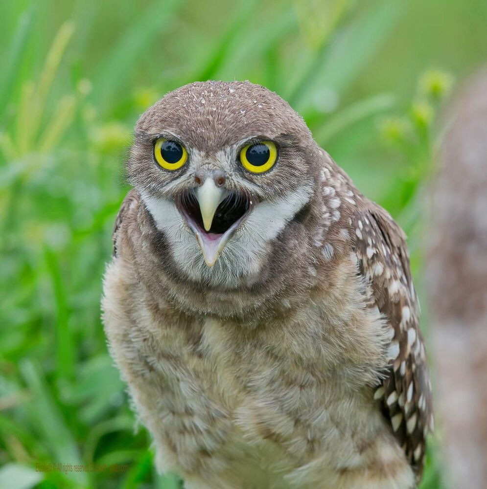 Сычики - Burrowing owls