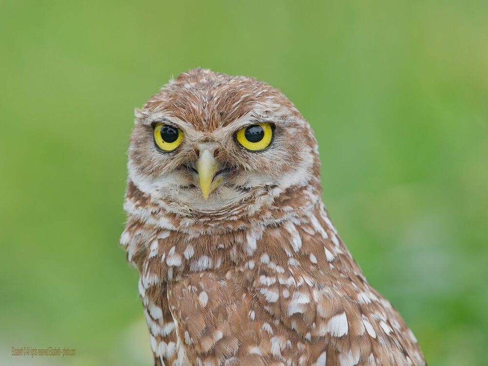Hunter's Eyes
