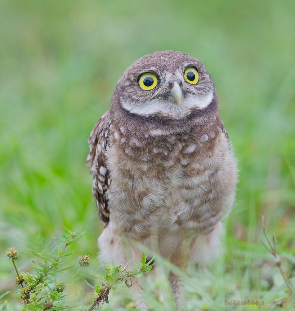 Сычики - Burrowing owls