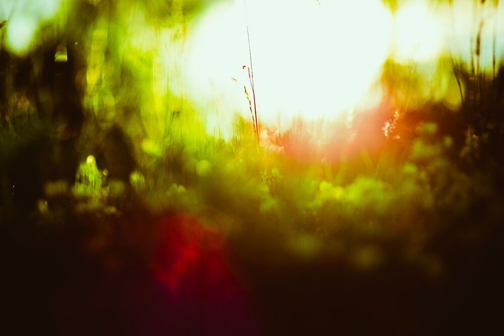 Nature dreams