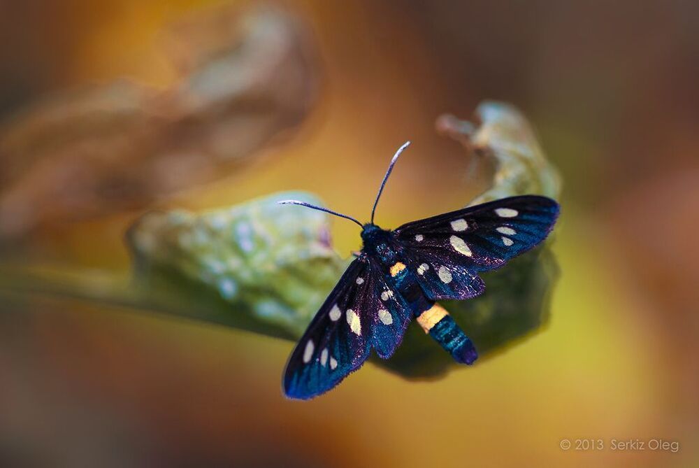 Hermila
(Syntomis nigricornis)