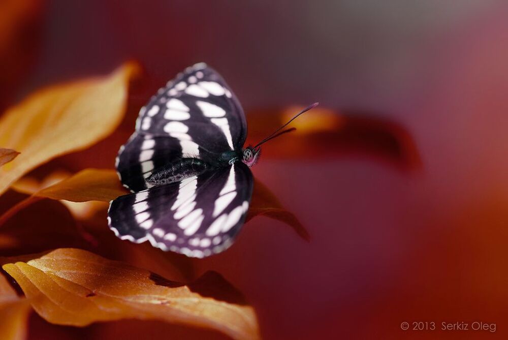 Amaltea
(Neptis Sappho)