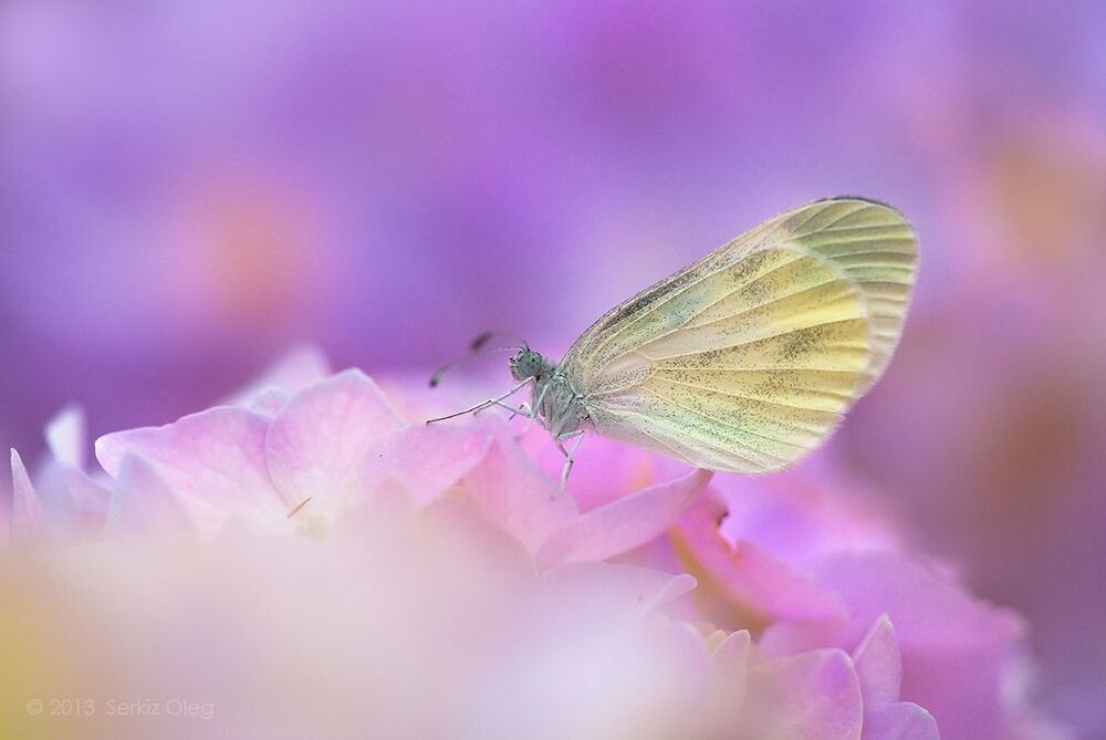 Io 
(Pieris napi)