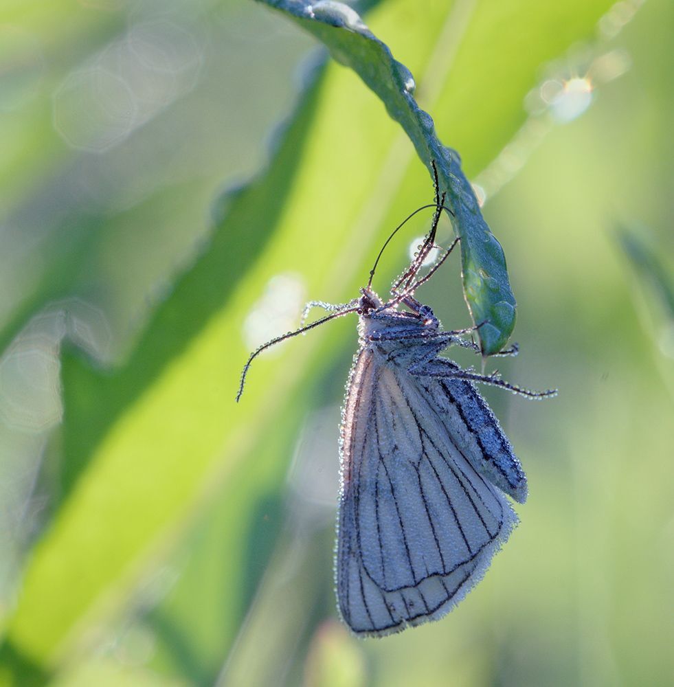 Nikon Micro-Nikkor AF 200/4