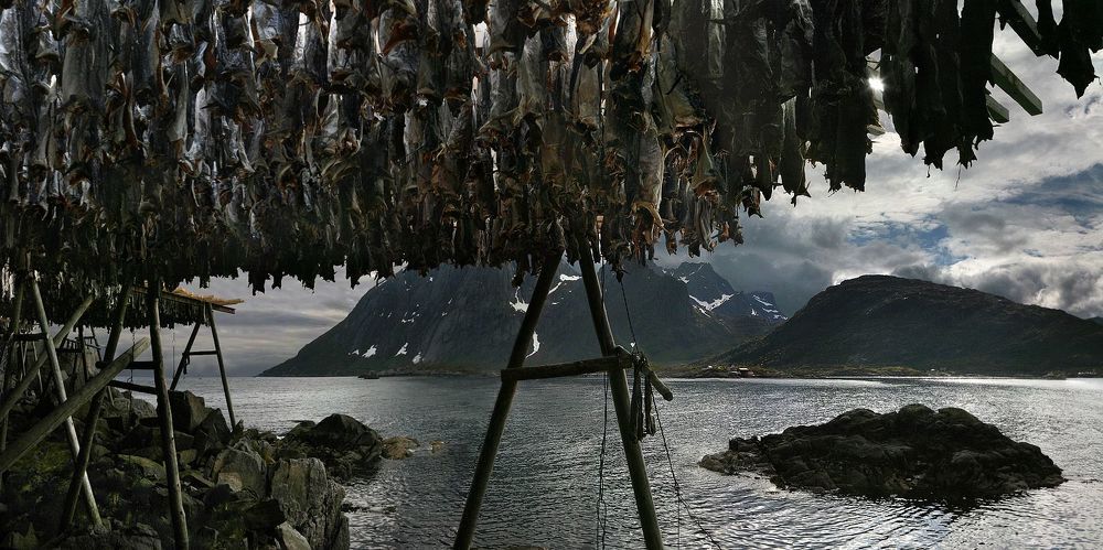 sheltering cod