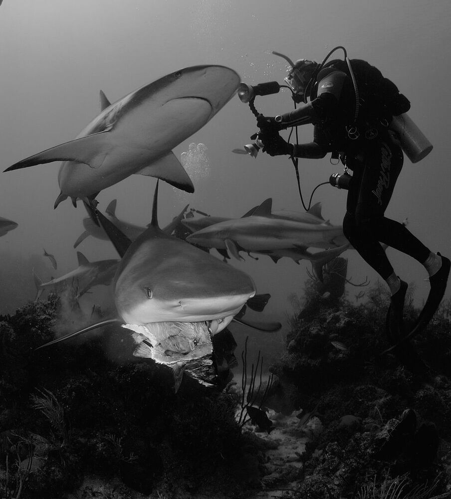 Cuba. Caribian reef sharks &  photografer