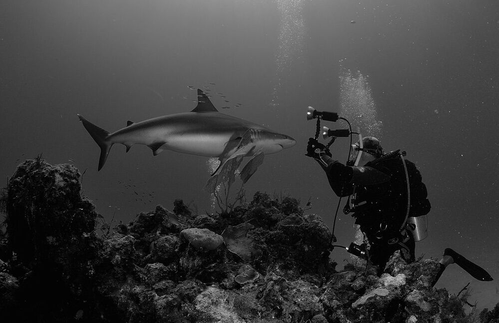Cuba. Caribian reef sharks &  photografer