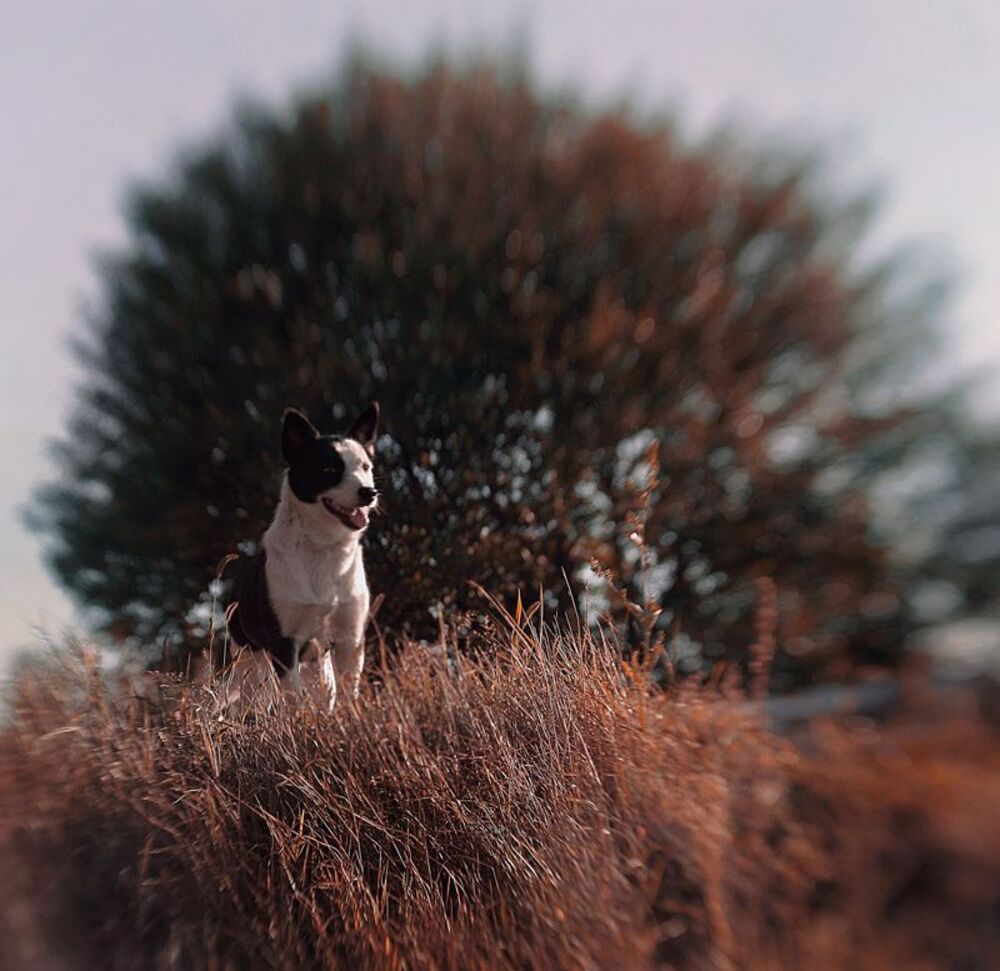 _