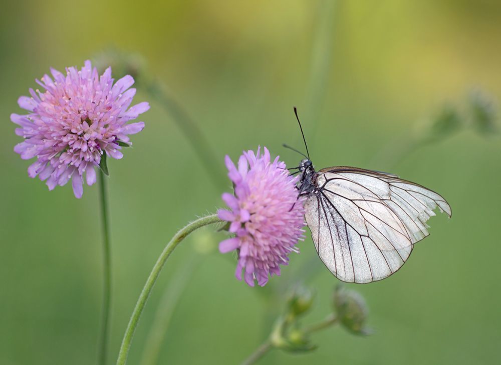 Fuji X-Pro 1 + Leica Macro-Elmarit 60/2.8