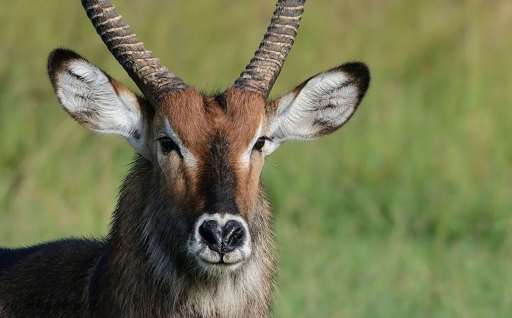 male Defassa Waterbuck,,,,,masai mara kenya
1/640s, f/8, ISO 250, -0.7Ev
Focal: 420mm,