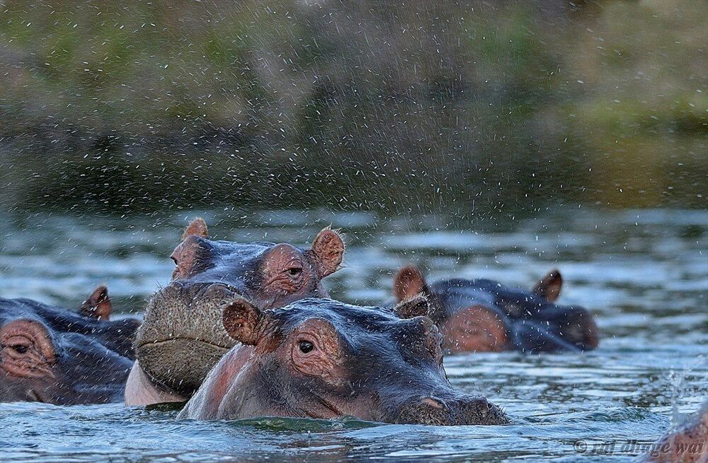 Hippo,,,,,Masai Mara, Kenya
1/320s, f/5, ISO 200, -0.3Ev
Focal: 300mm,
NIKON D7000