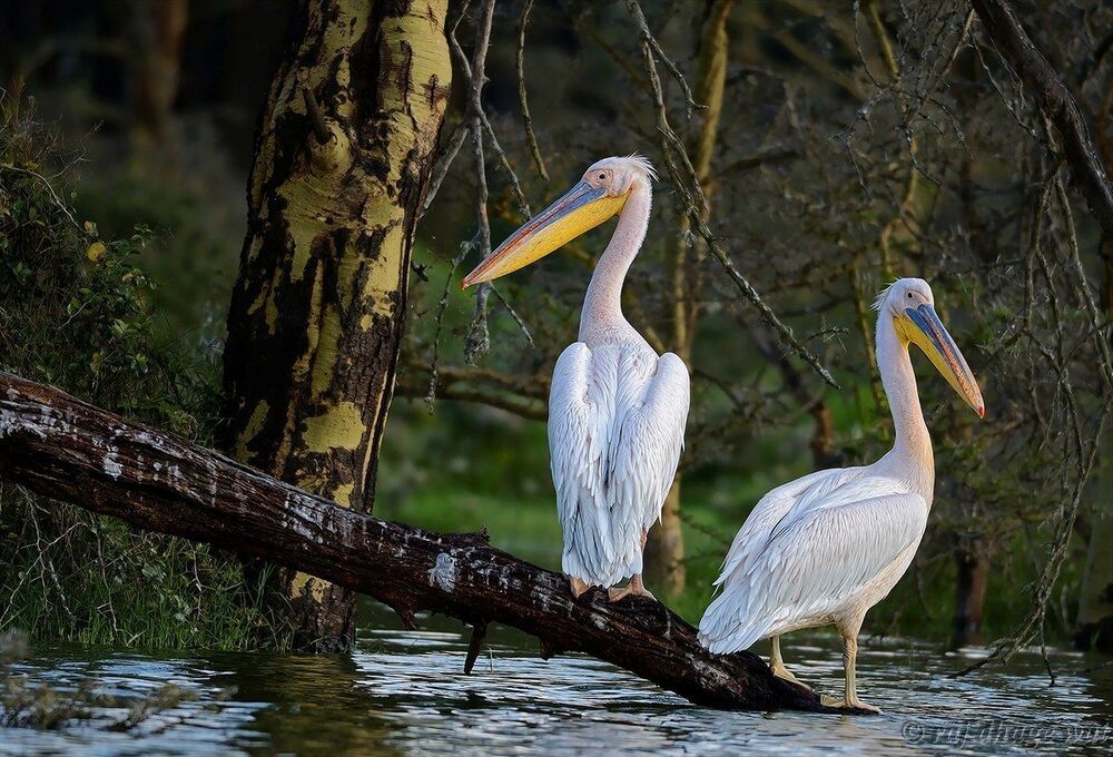 great white pelican,,,,kenya
1/400s, f/4, ISO 200,
Focal: 300mm,
NIKON D7000