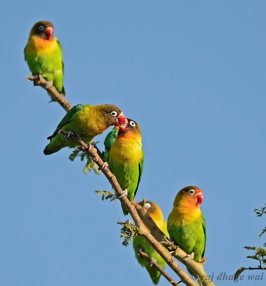 Fischer's Lovebird,,,,,,,,kenya

1/2000s, f/5, ISO 400,
Focal: 300mm
NIKON D7000