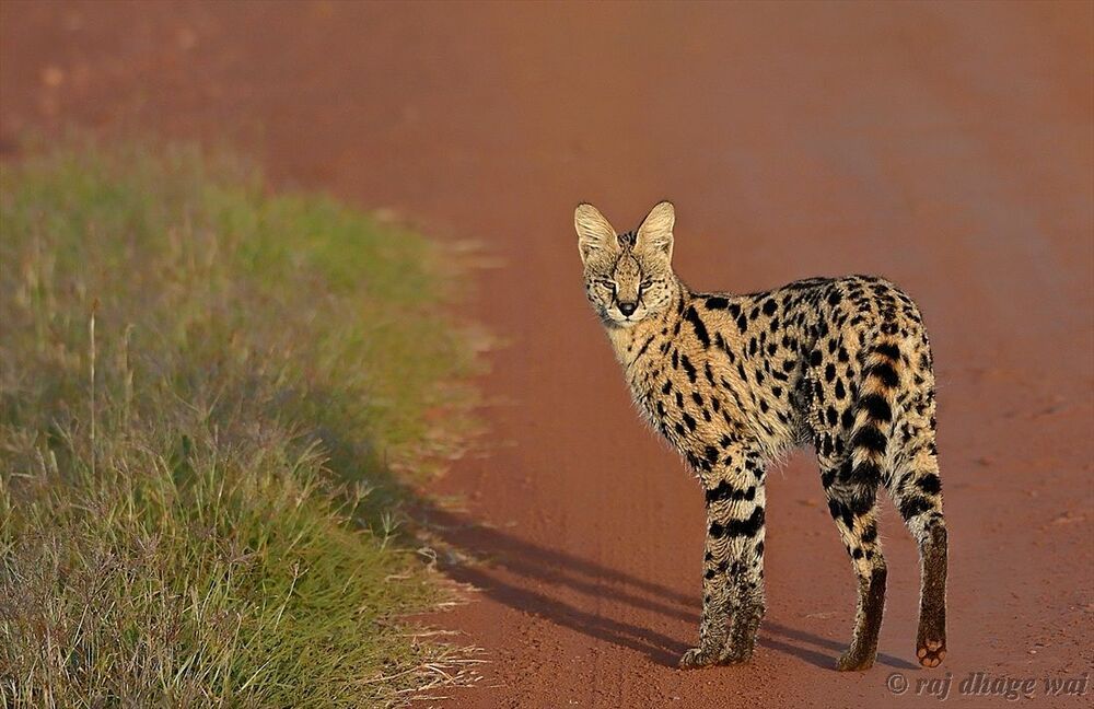 Serval, Felis Serval, Masai Mara, Kenya, Africa

1/500s, f/5.6, ISO 320,
Focal: 300mm,,5/16/2013
NIKON D7000