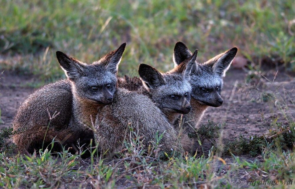 Bat-Eared Fox
Masai Mara, Kenya, Africa
1/80s, f/4, ISO 400
Focal: 300mm
NIKON D7000