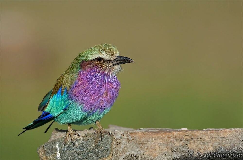 Lilac-breasted Roller
Masa Mara kenya ,,,17 may 2013
Camera NIKON D7000
Focal Length 420mm
Shutter Speed 1/1250 sec
Aperture f/5.6
ISO/Film 250