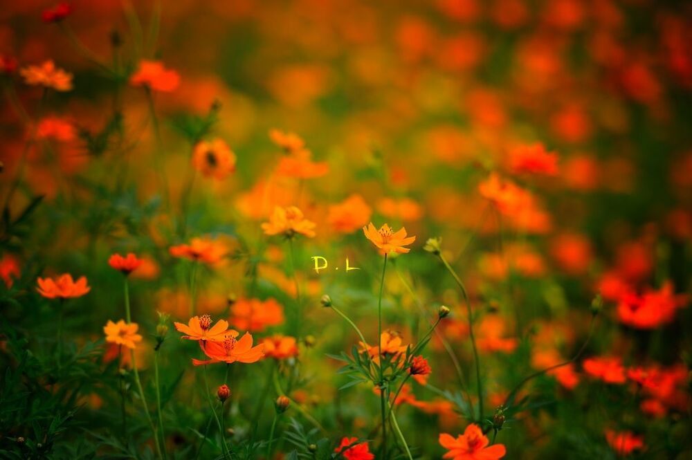 Photo 418161