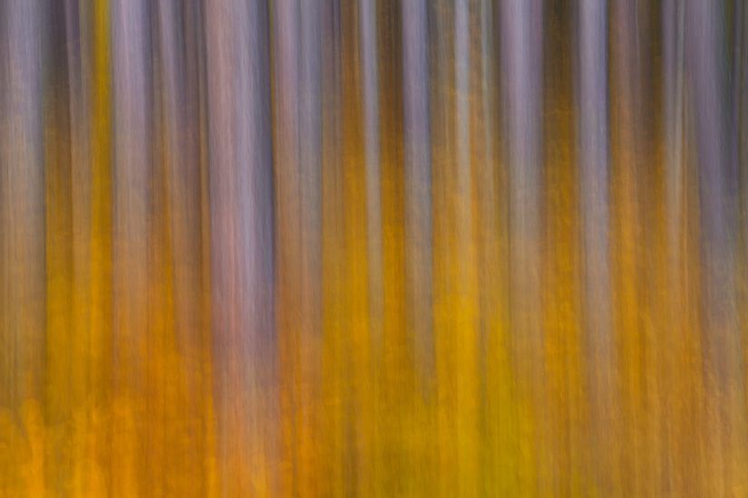 Painted forest