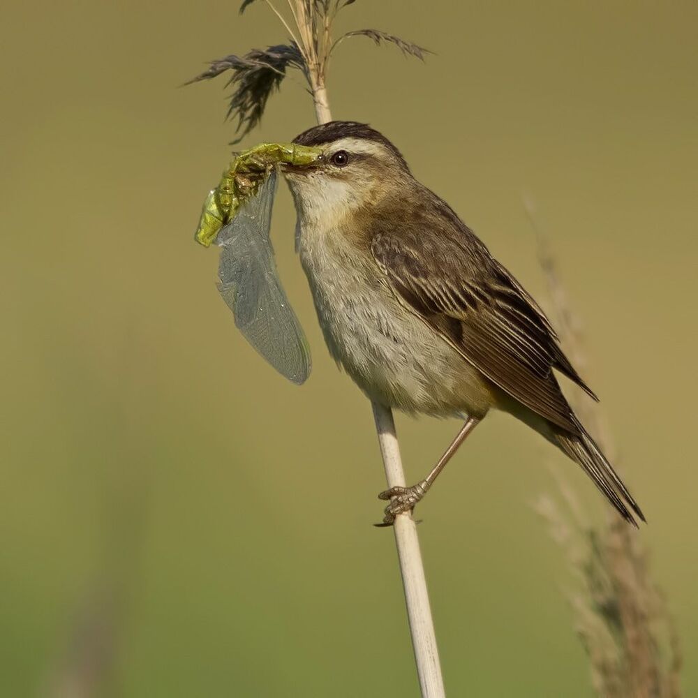 Камышевка-барсучок (Acrocephalus schoenobaenus)