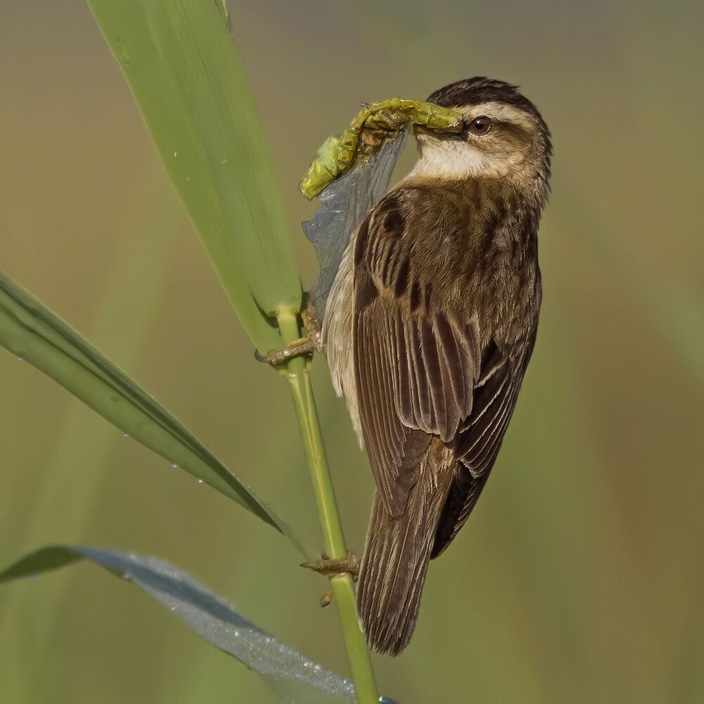 Камышевка-барсучок (Acrocephalus schoenobaenus)