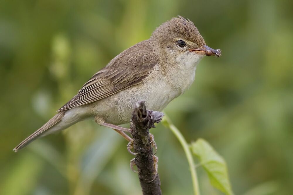 Болотная камышевка (Acrocephalus palustris)
