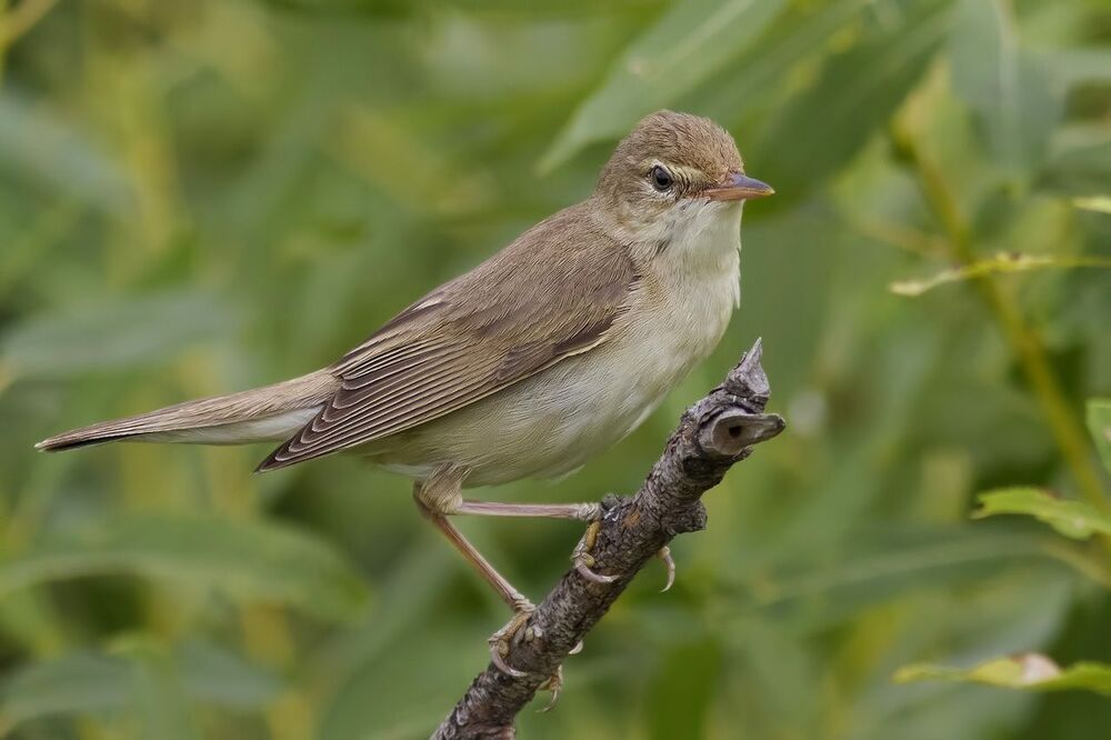 Болотная камышевка (Acrocephalus palustris)