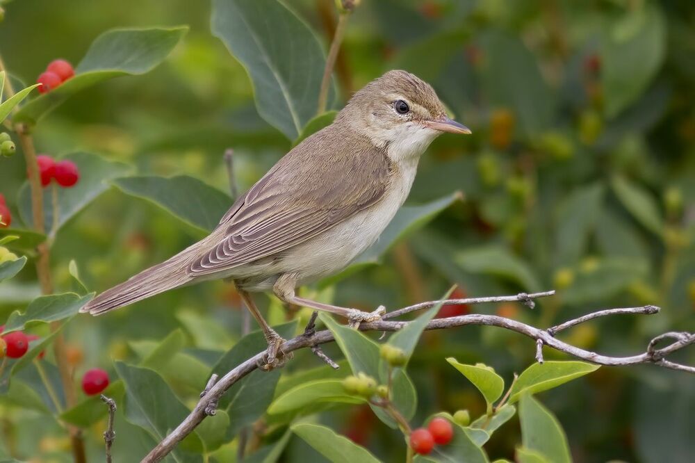 Болотная камышевка (Acrocephalus palustris)