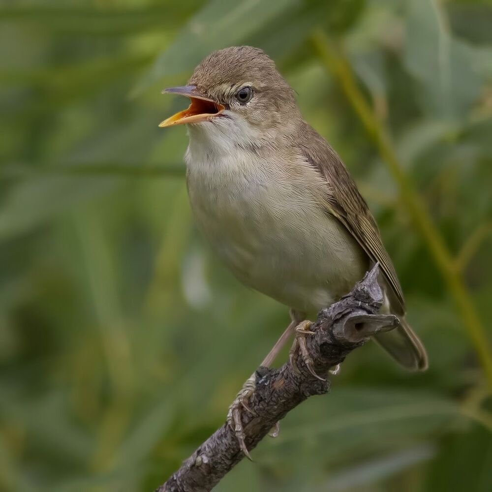 Болотная камышевка (Acrocephalus palustris)