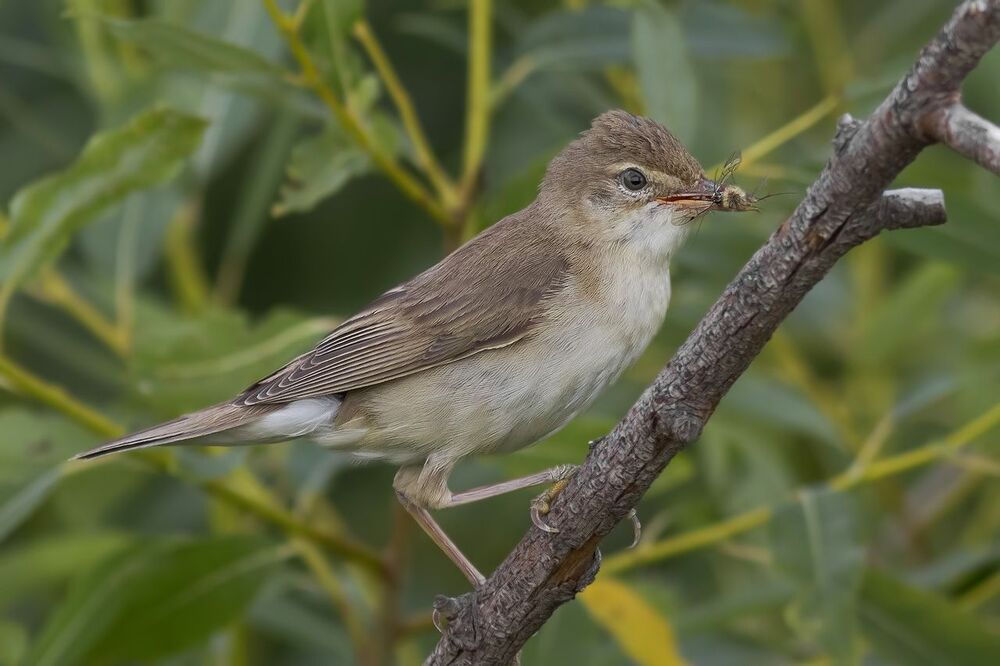 Болотная камышевка (Acrocephalus palustris)