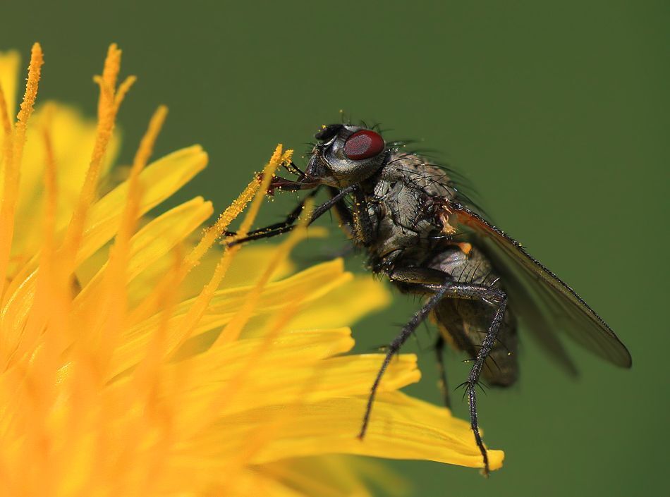 my macro