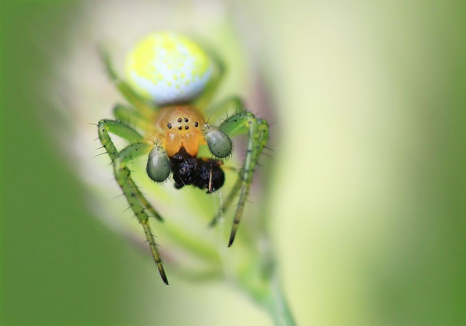 my macro