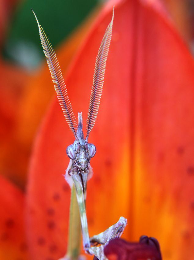my macro