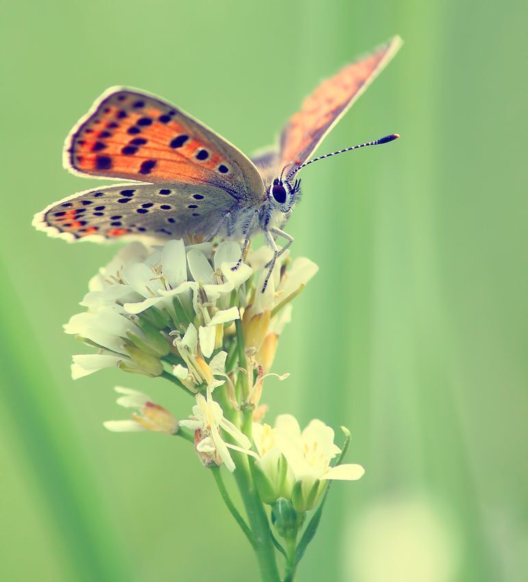my macro