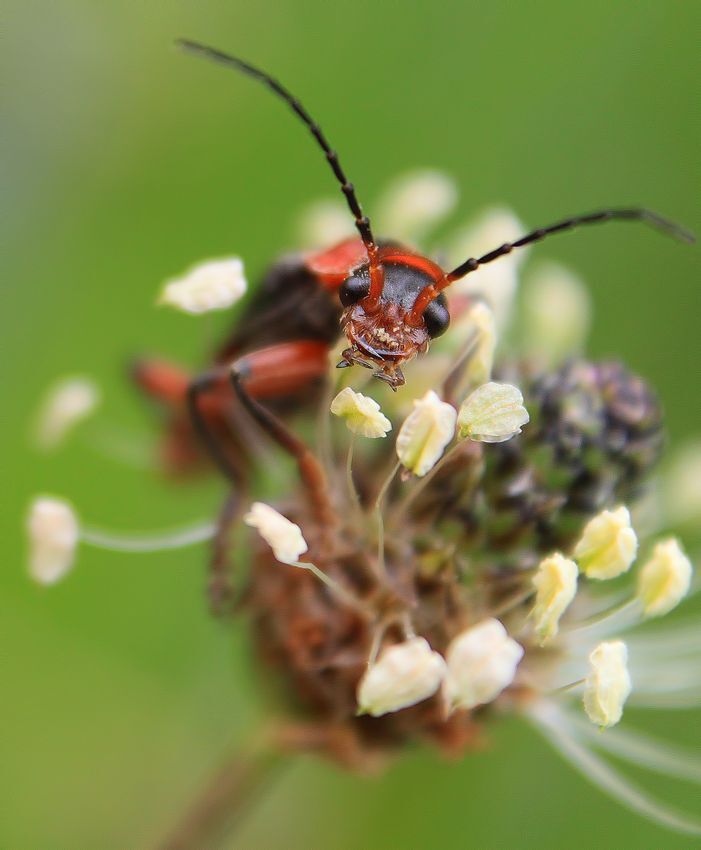 my macro