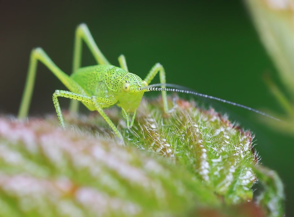my macro
