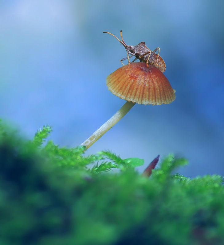 my macro