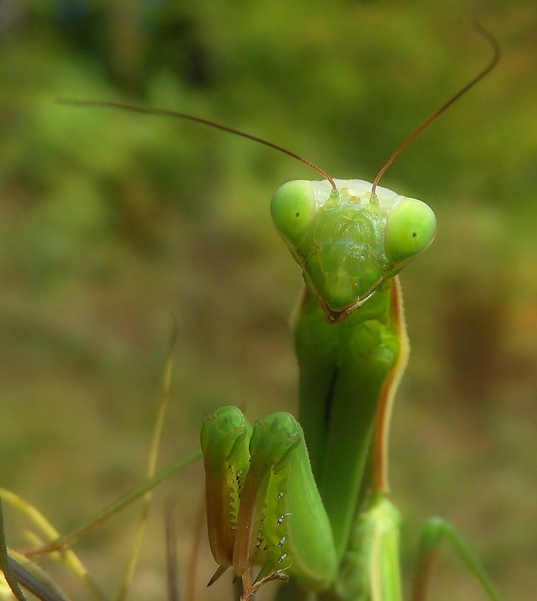 my macro