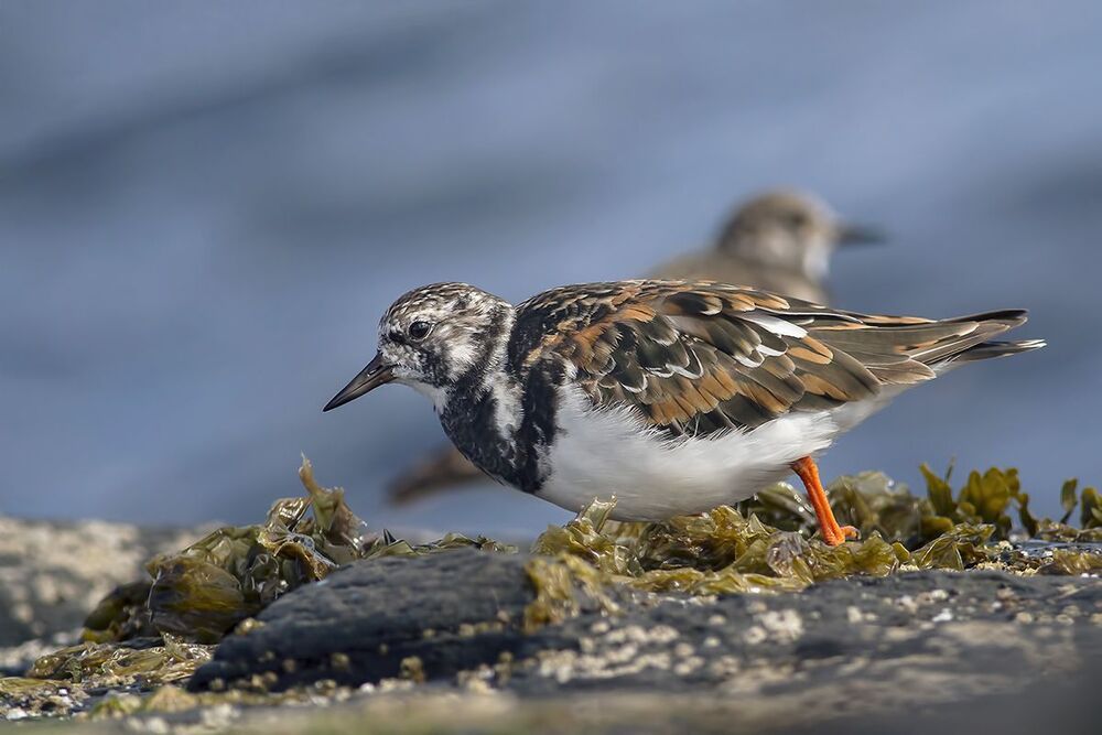 Kамнешарка (Arenaria interpres)