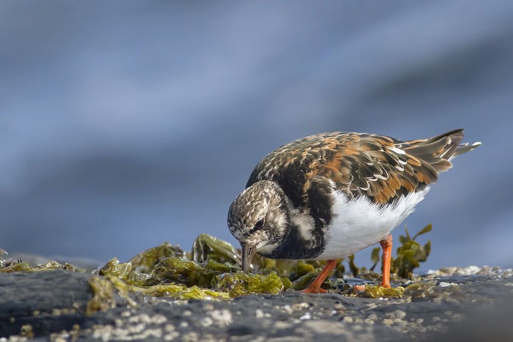 Kамнешарка (Arenaria interpres)